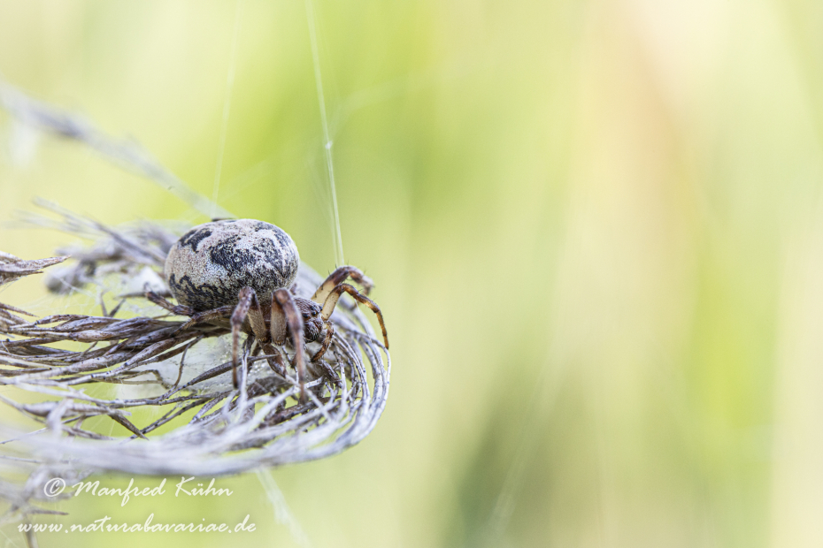 Schilfradspinne ()_0032