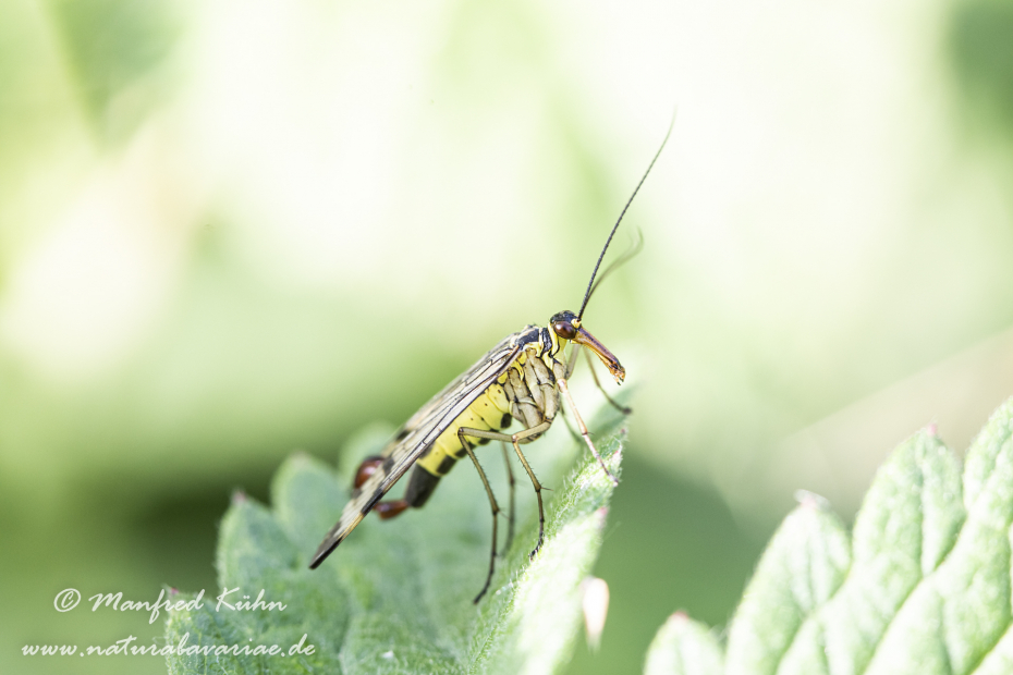 Skorpionsfliege (Gemeine)_0012