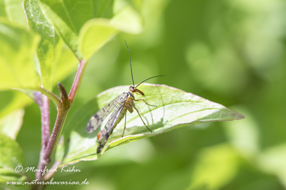 Skorpionsfliege (Gemeine)_0016