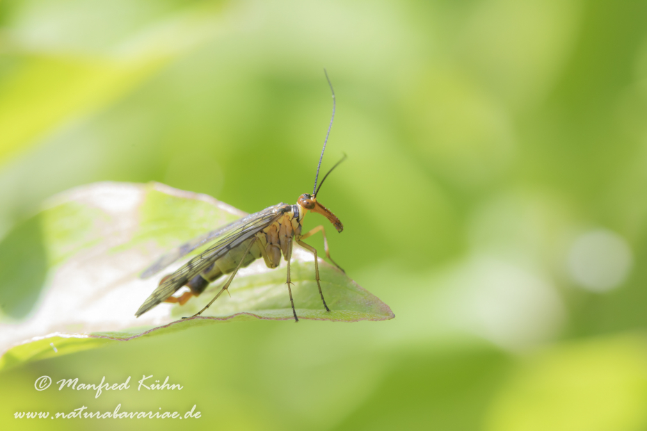 Skorpionsfliege (Gemeine)_0018
