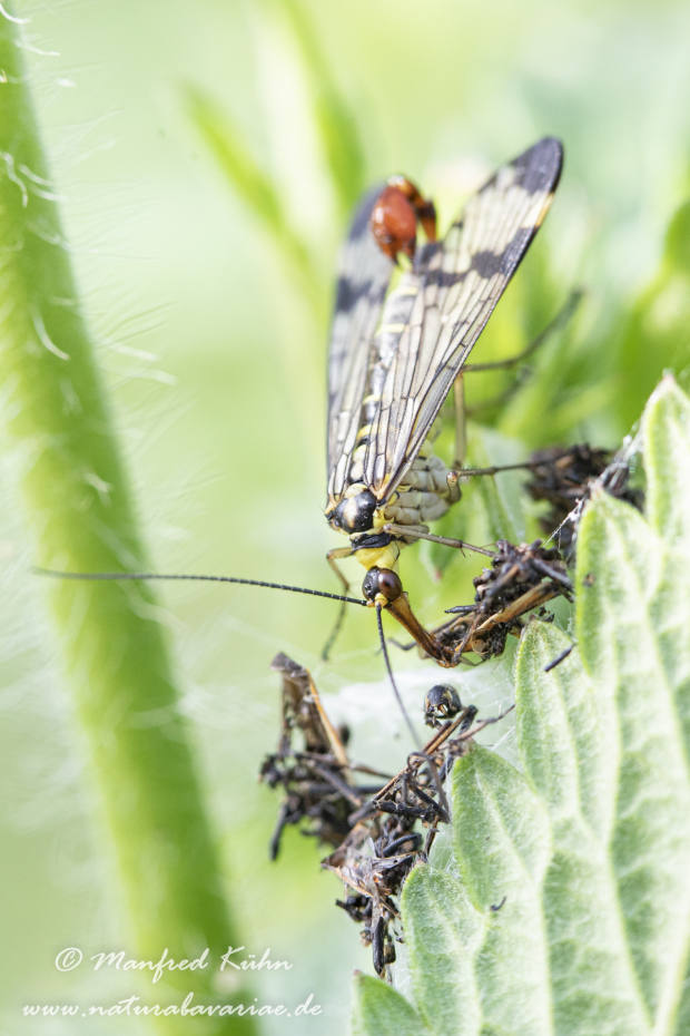 Skorpionsfliege (Gemeine)_0020