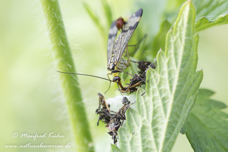 Skorpionsfliege (Gemeine)_0021