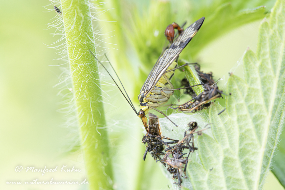Skorpionsfliege (Gemeine)_0022