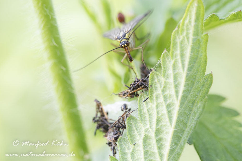 Skorpionsfliege (Gemeine)_0023