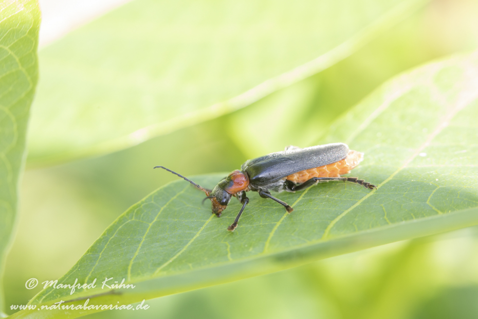 Weichkäfer (Gemeiner)_0004