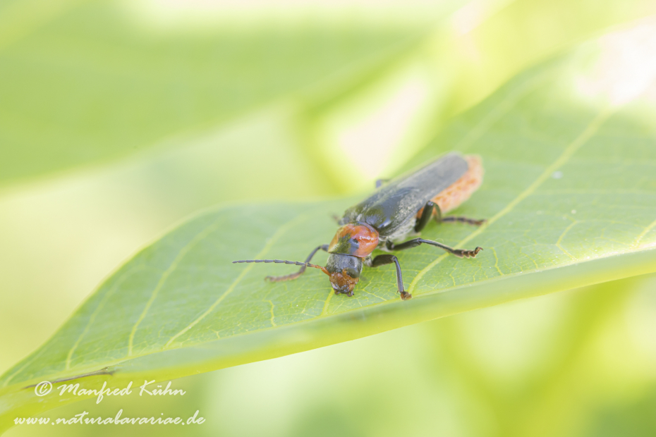 Weichkäfer (Gemeiner)_0008