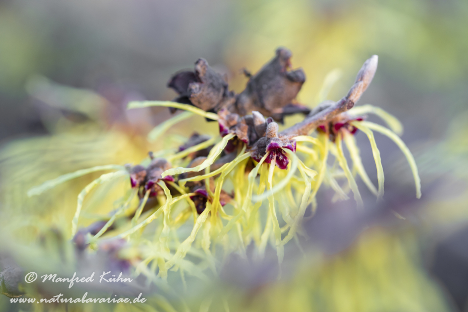 Zaubernuss (Chinesische)_0001