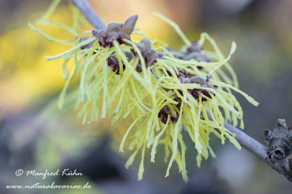 Zaubernuss (Chinesische)_0004