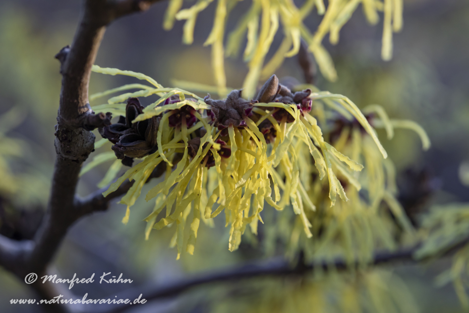 Zaubernuss (Chinesische)_0006