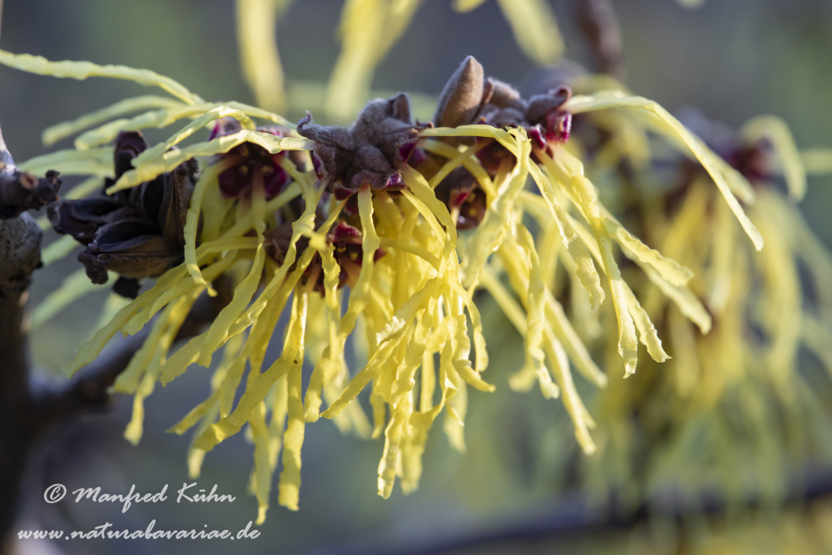Zaubernuss (Chinesische)_0008