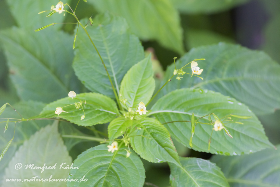 Springkraut (Kleines)_0006