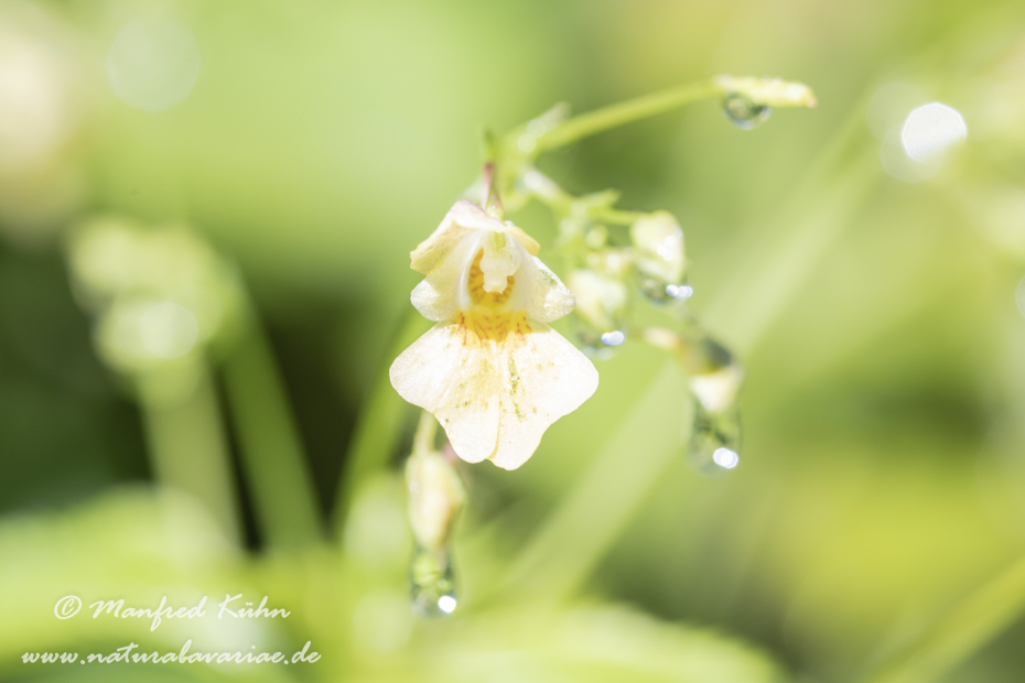 Springkraut (Kleines)_0010