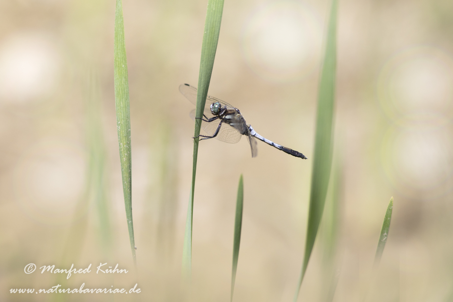 Blaupfeil (Östlicher)_0057