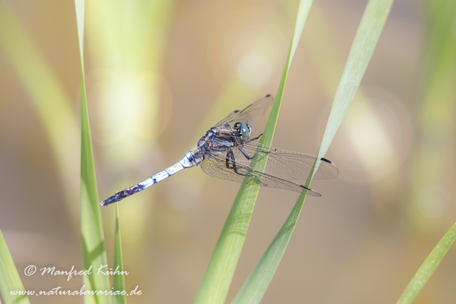 Blaupfeil (Östlicher)_0062