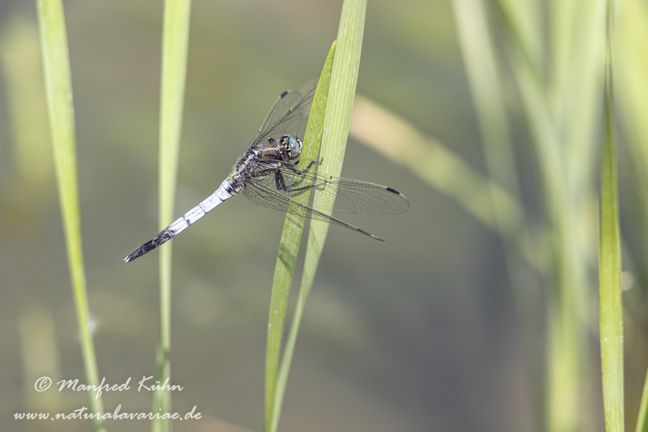 Blaupfeil (Östlicher)_0064