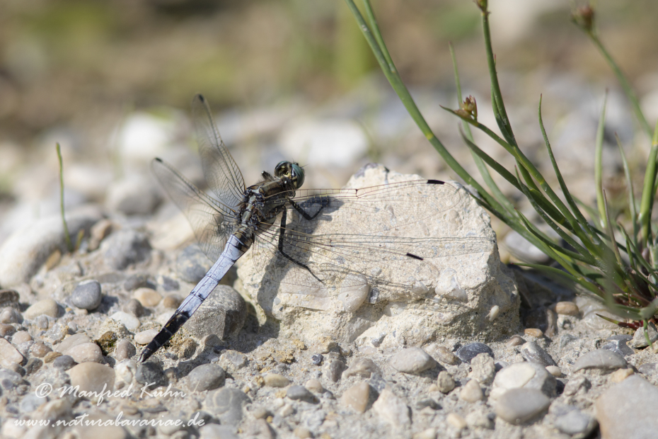 Blaupfeil (Östlicher)_0068