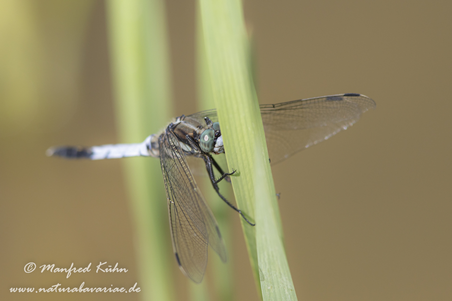 Blaupfeil (Östlicher)_0069