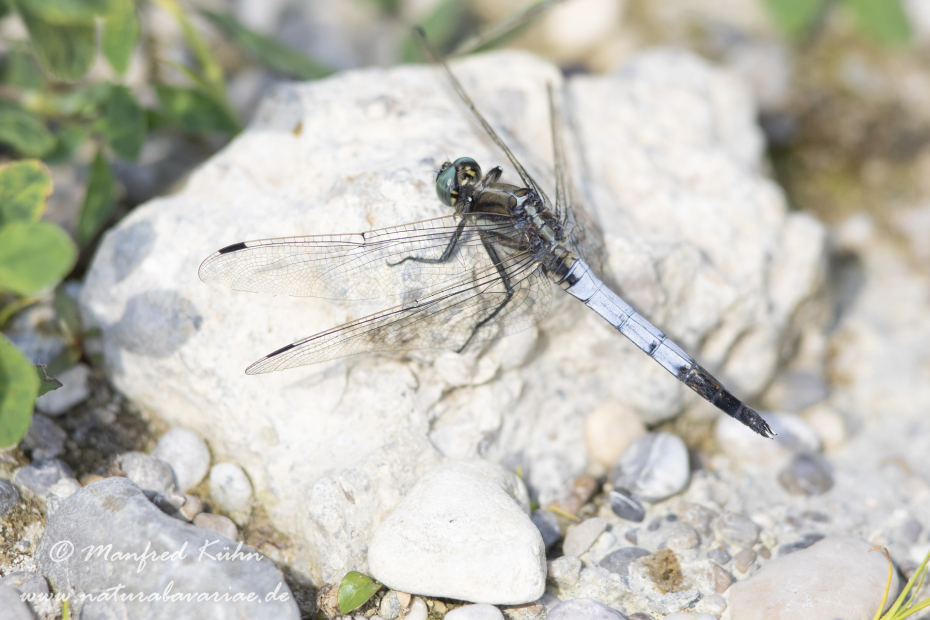 Blaupfeil (Östlicher)_0077