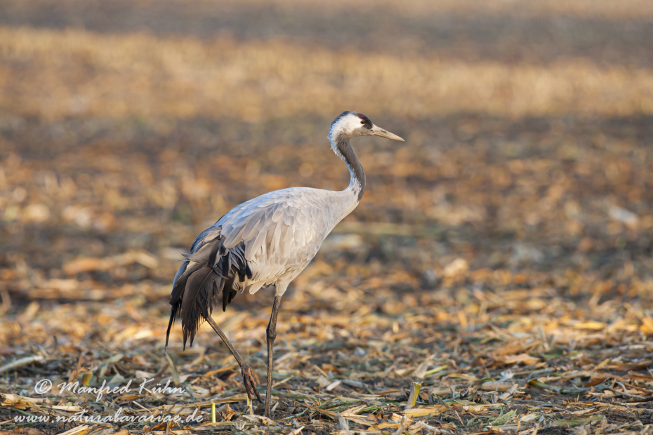 Kranich ()_0028