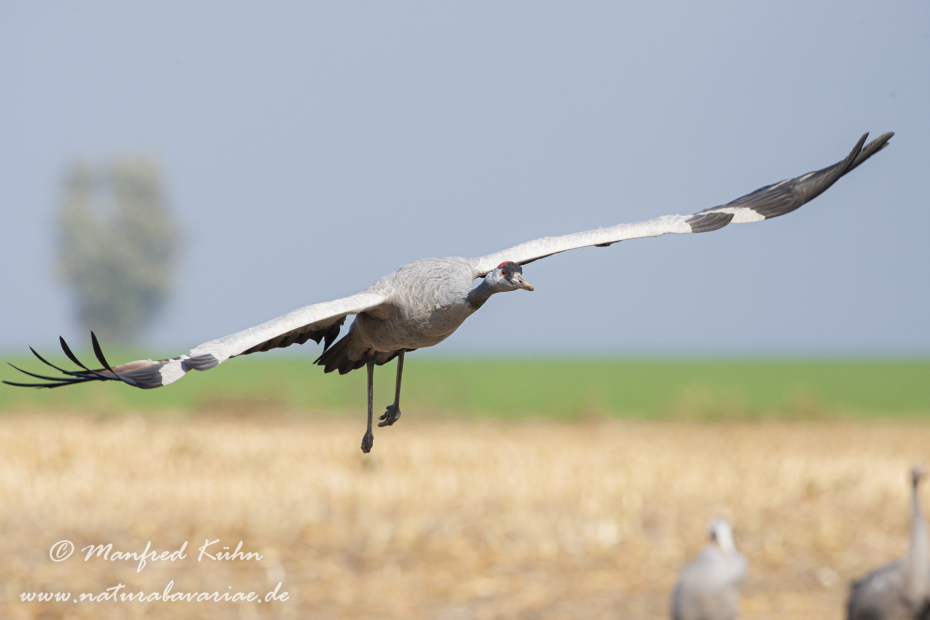 Kranich ()_0075