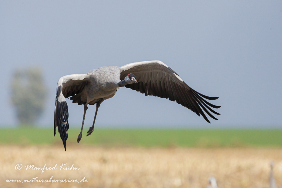 Kranich ()_0076