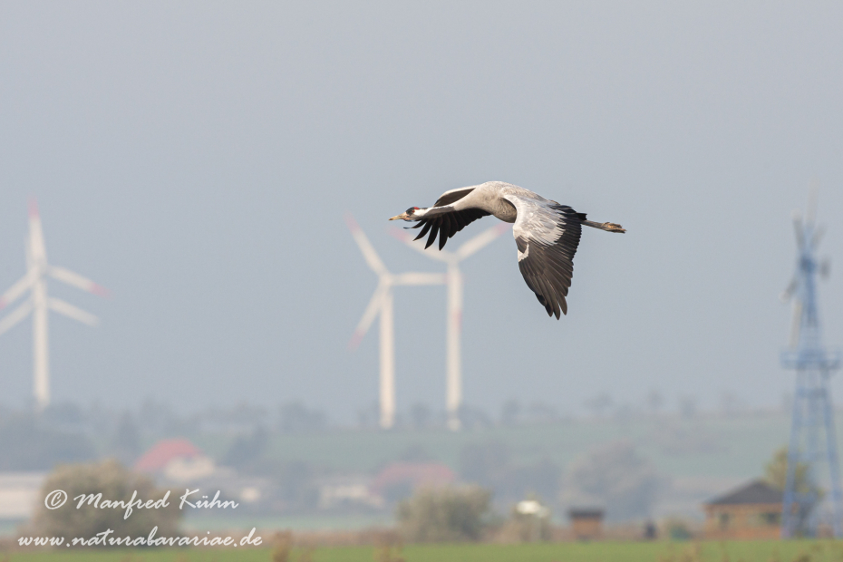 Kranich ()_0085