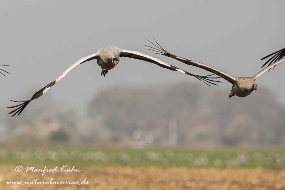 Kranich ()_0089