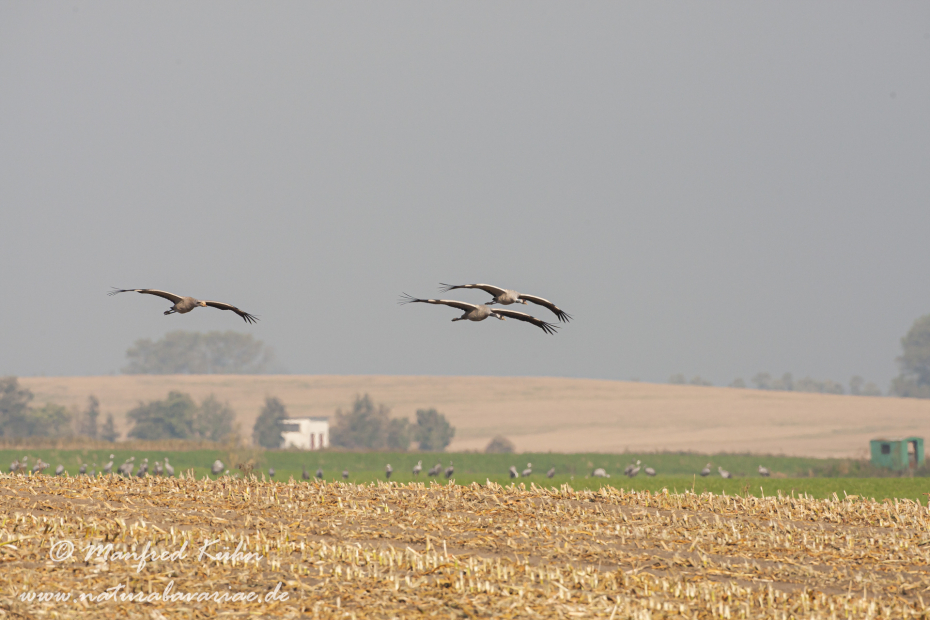Kranich ()_0096
