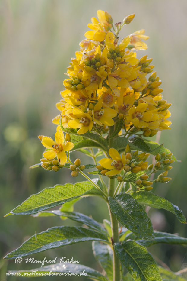 Gilbweiderich (Gewöhnlicher)_0003