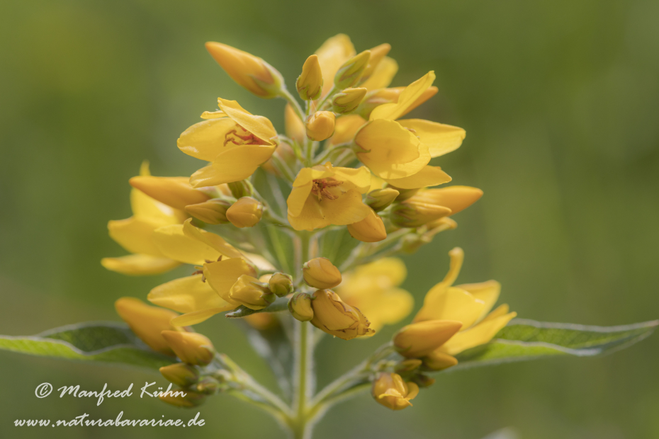 Gilbweiderich (Gewöhnlicher)_0009