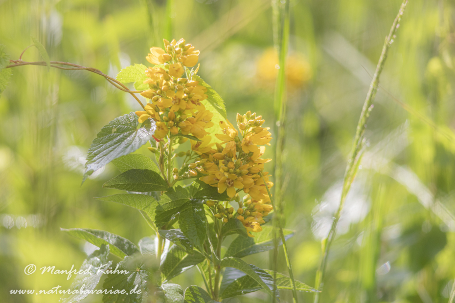 Gilbweiderich (Gewöhnlicher)_0011