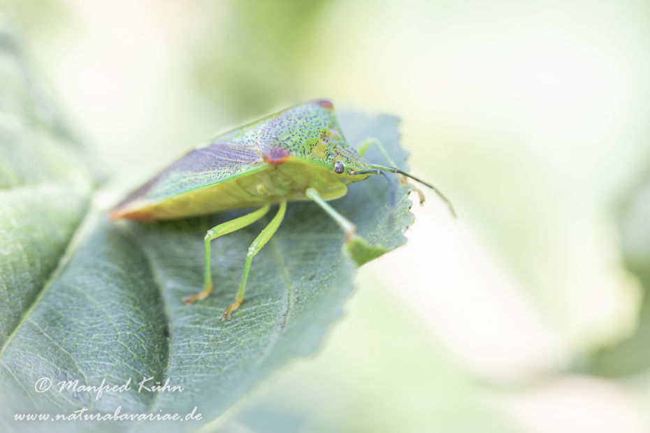 Blattwanze (Bunte)_0002