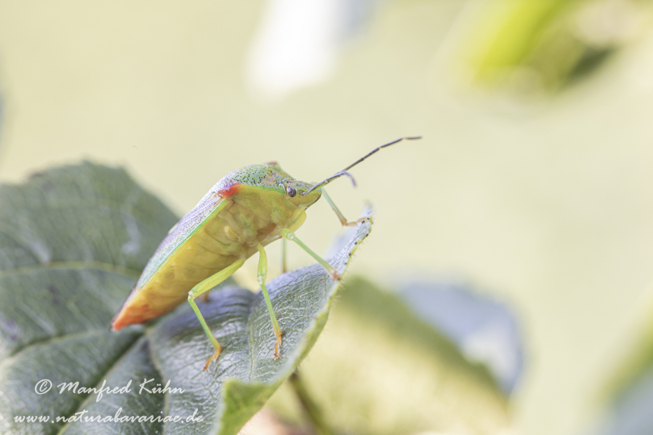 Blattwanze (Bunte)_0005