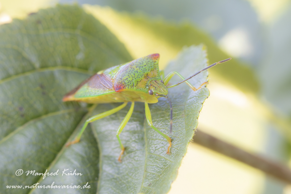 Blattwanze (Bunte)_0011