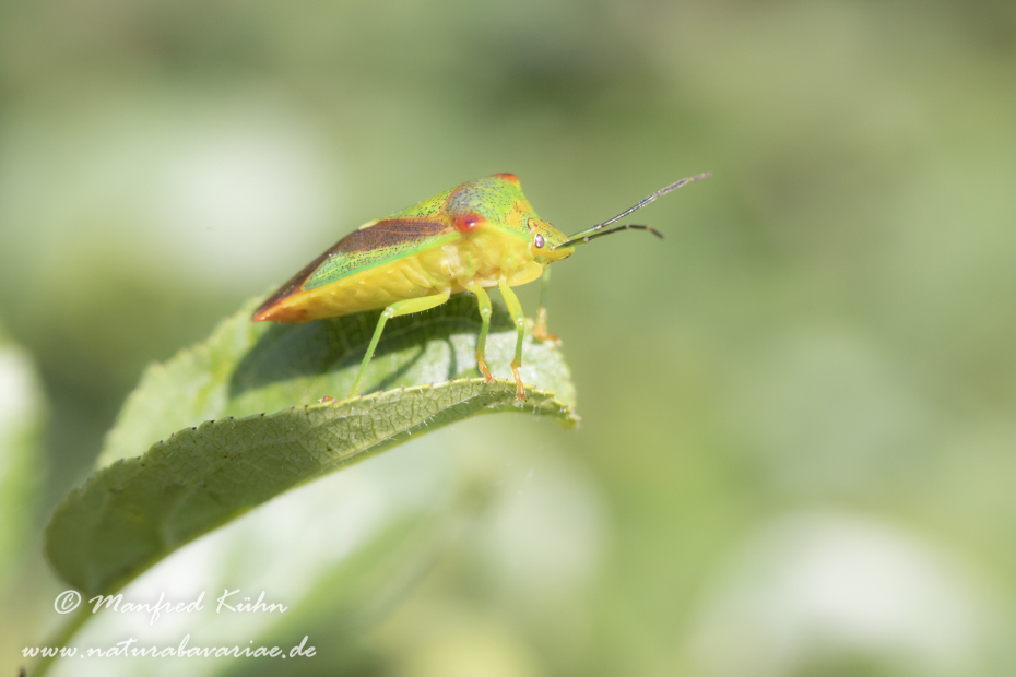 Blattwanze (Bunte)_0014