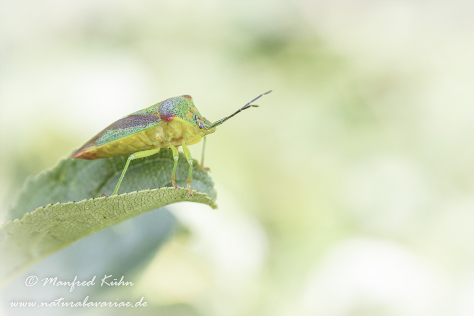 Blattwanze (Bunte)_0015