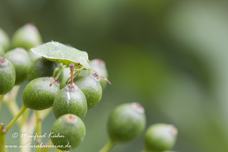 Grünling (Großer)_0020