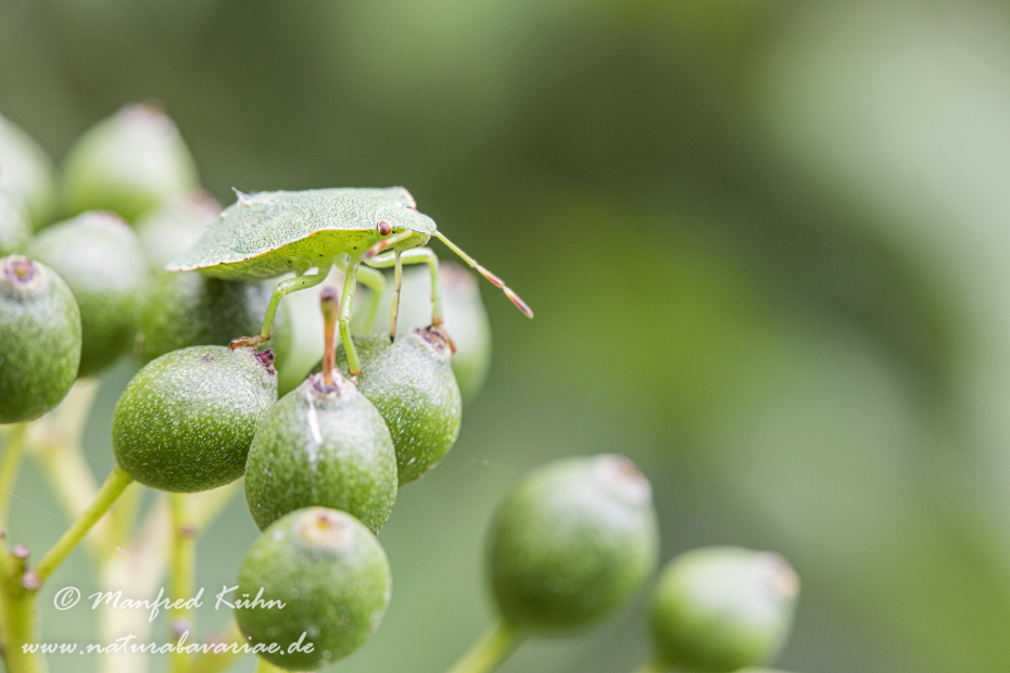 Grünling (Großer)_0022
