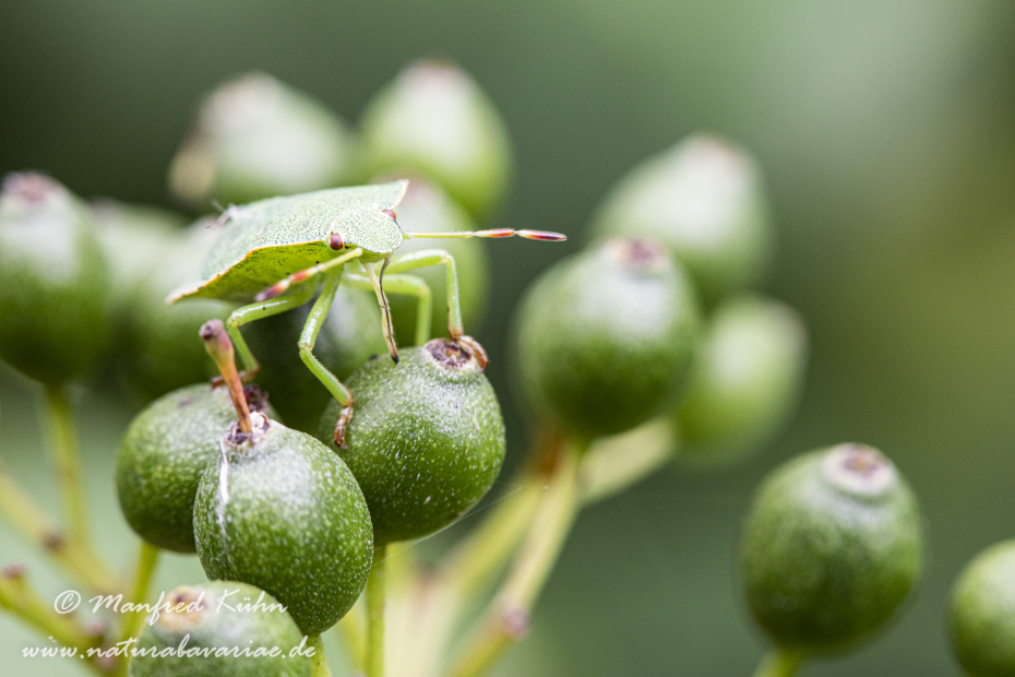 Grünling (Großer)_0024