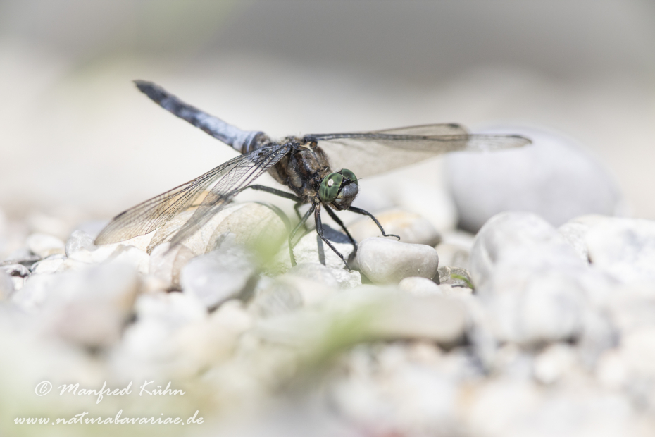 Blaupfeil (Großer)_0035