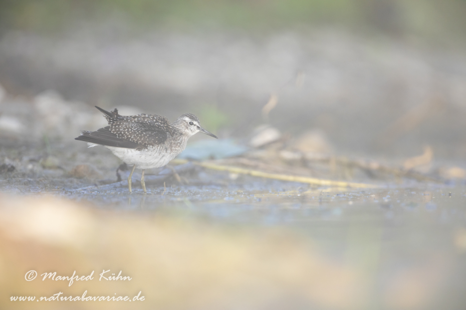 Bruchwasserläufer ()_0088