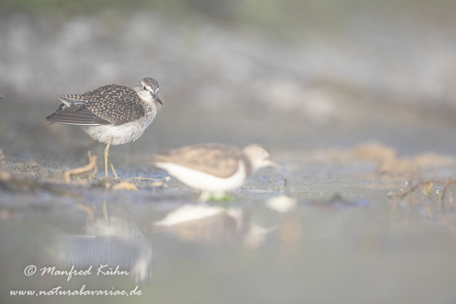 Bruchwasserläufer ()_0093
