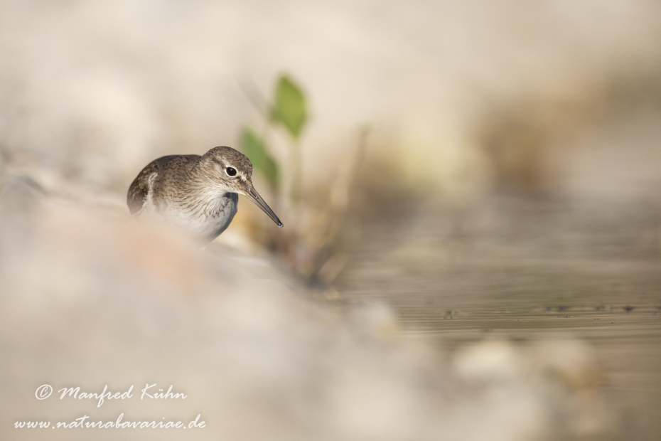 Flussuferläufer ()_0094