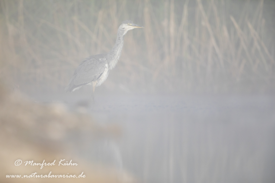Graureiher ()_0148