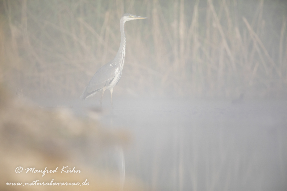 Graureiher ()_01150