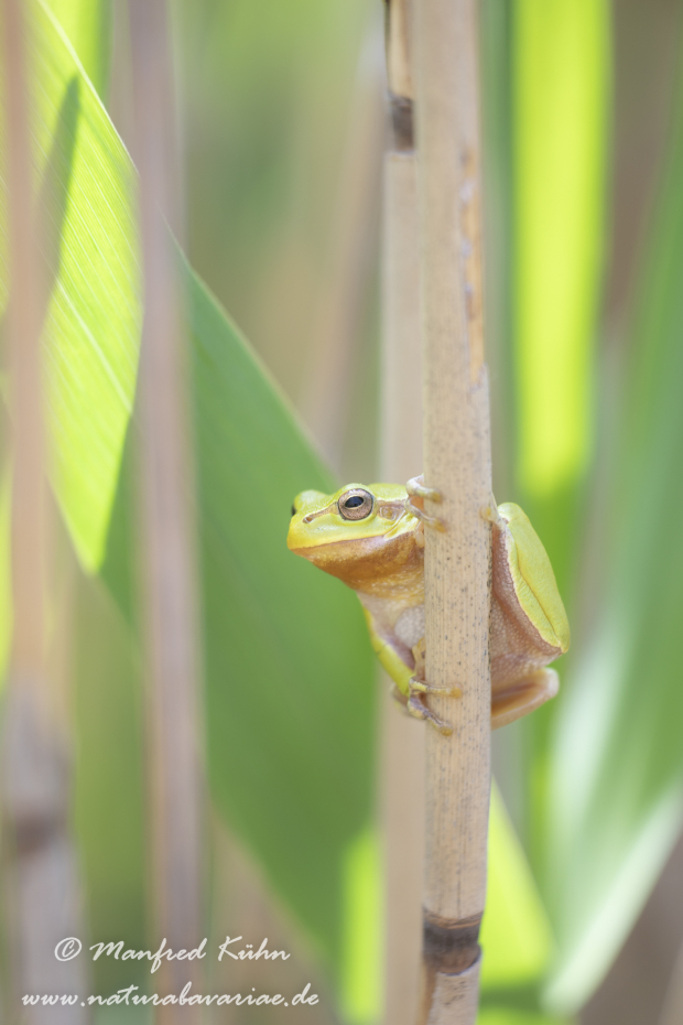 Laubfrosch (Europäischer)_0001