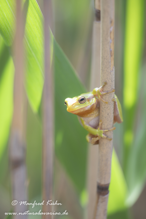 Laubfrosch (Europäischer)_0002