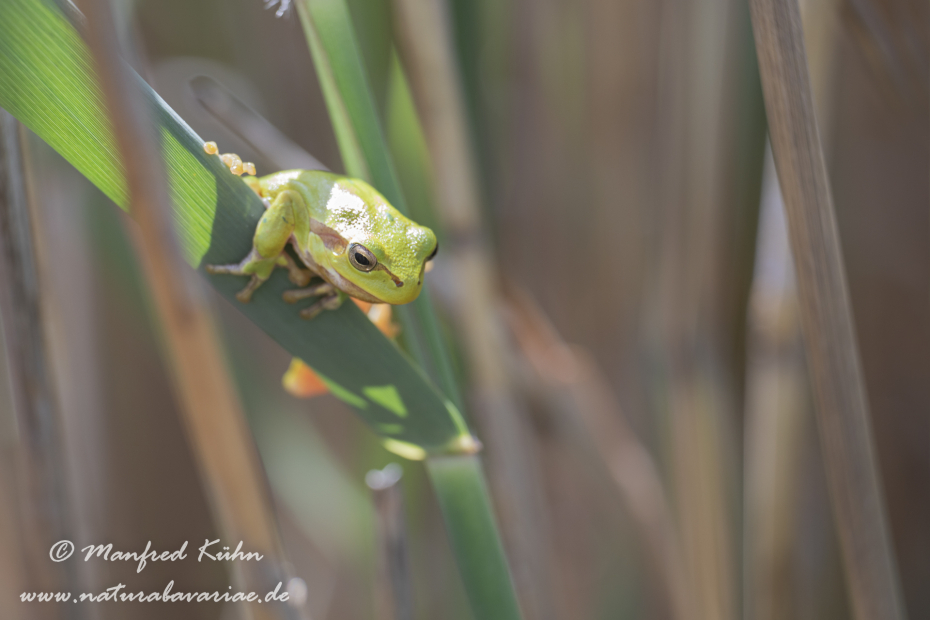 Laubfrosch (Europäischer)_0003