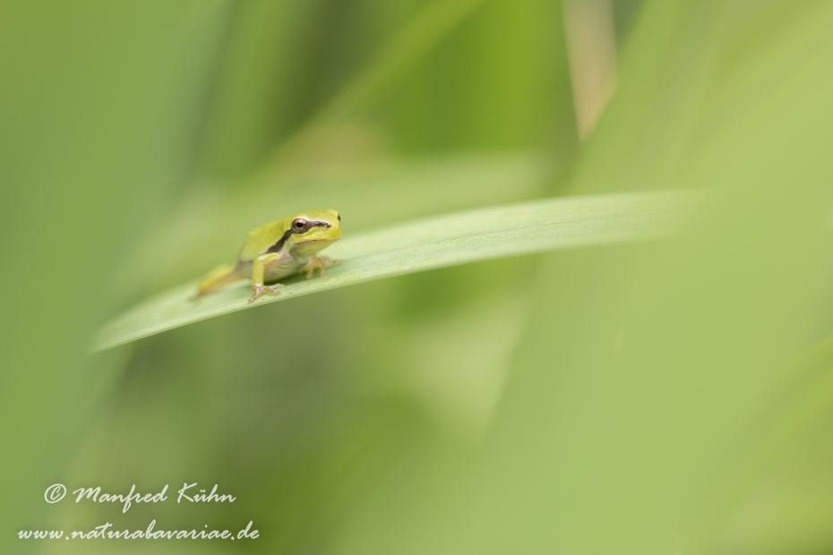 Laubfrosch (Europäischer)_0009