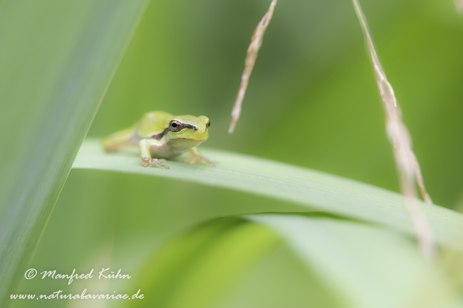 Laubfrosch (Europäischer)_0012